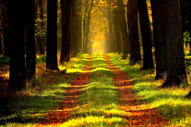 Nature Discovery